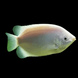 Kissing Gourami Helostoma Temminckii 5cm