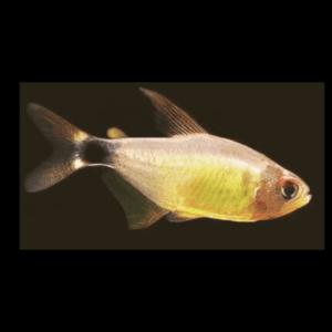 Kitty Tetra Hyphessobrycon Heliacus 2cm