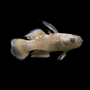 Knight Goby Stigmatogobius Sadanundiocm 5cm