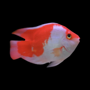 King Kong Kohaku Parrot Fish Hybrid Amphilophus Citrinellus × Vieja melanurus - 10cm