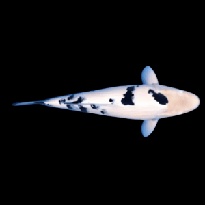 Bekko Japanese Koi Carp Cyprinus Carpio