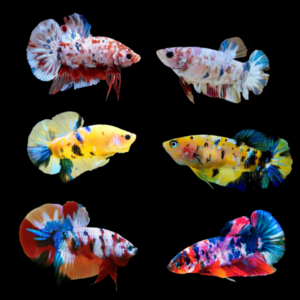 Koi Betta Assorted Pair's Male & Female 3cm