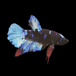 Koi Betta Female Avatar 3cm