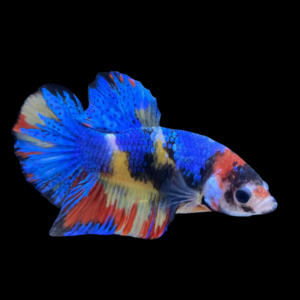 Koi Betta Female Blue Base 3cm