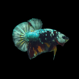 Koi Betta Female Emerald Base 3cm