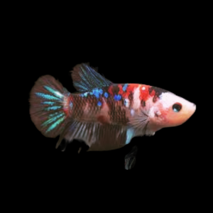 Koi Betta Female Galaxy 3cm