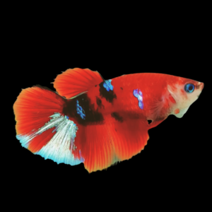 Koi Betta Female Red Base 3cm