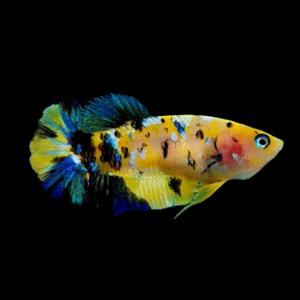 Koi Betta Female Tiger 3cm