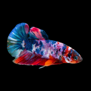Koi Betta Female Tri Colour 3cm