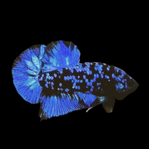 Koi Betta Male Avatar 3cm