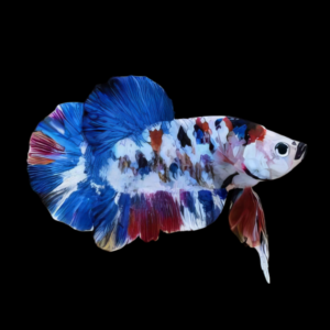 Koi Betta Male Blue Base 3cm