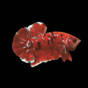 Koi Betta Male Red Base 3cm