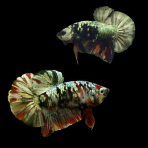 Koi Betta Pair Male & Female Emerald Base 3cm