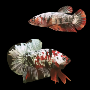 Koi Betta Pair Male & Female Metallic 3cm