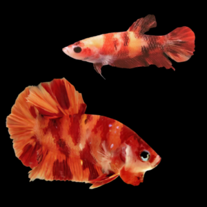 Koi Betta Pair Male & Female Nemo 3cm
