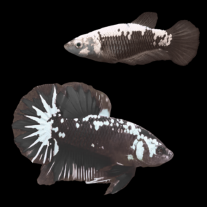 Premium Betta Pair Male & Female Samurai Black 3cm