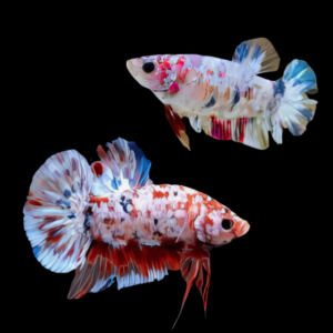 Koi Betta Pair Male & Female White Base 3cm