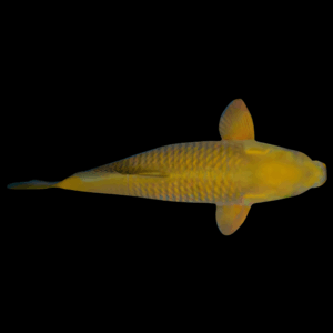 Chagoi Japanese Koi Carp Cyprinus Carpio
