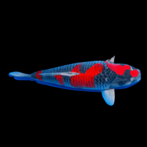 Goshiki Japanese Koi Carp Cyprinus Carpio