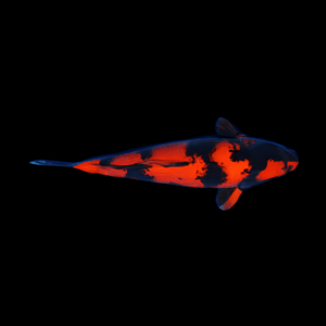 Hi Utsuri Japanese Koi Carp Cyprinus Carpio