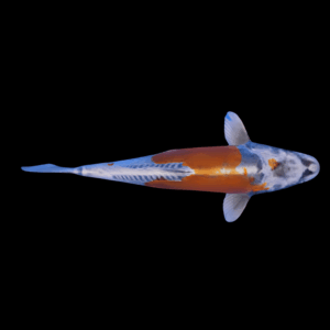 Kin Kikokuryu Japanese Koi Carp Cyprinus Carpio