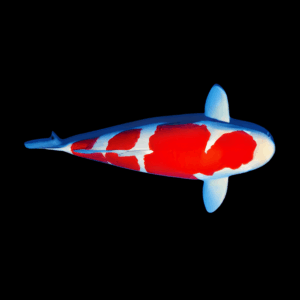 Kohaku Grade A Koi Carp Cyprinus Carpio