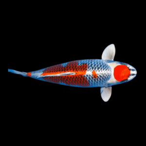 Kujaku Japanese Koi Carp Cyprinus Carpio