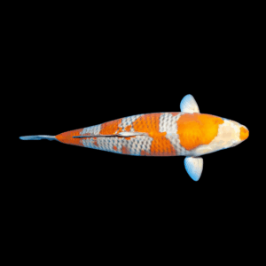 Ochiba Japanese Koi Carp Cyprinus Carpio