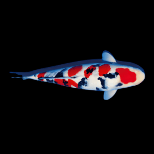 Taisho Sanke Japanese Koi Carp Cyprinus Carpio