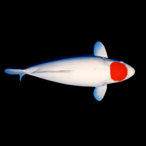 Tancho Japanese Koi Carp Cyprinus Carpio