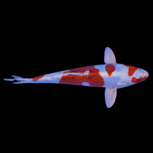 Yamato Nishiki Japanese Koi Carp Cyprinus Carpio