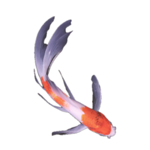Koromo Butterfly Grade A Koi Carp Cyprinus Carpio