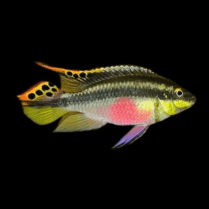 Kribensis Cichlid Pelvicachromis Pulcher 4cm