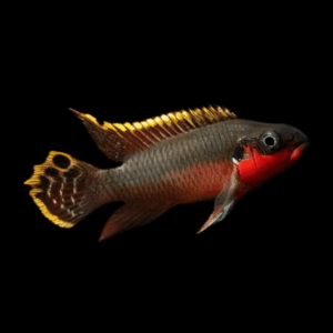 Kribensis Super Red Cichlid Pelvicachromis Pulcher 4cm