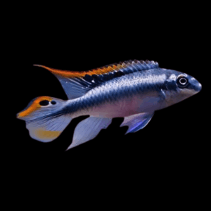 Kribensis Blue Cichlid Pelvicachromis Pulcher 4cm