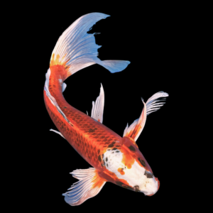 Kujaku Butterfly Grade A Koi Carp Cyprinus Carpio