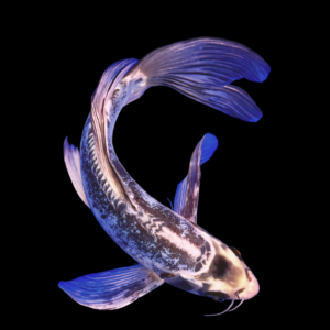 Kumonryu Butterfly Grade A Koi Carp Cyprinus Carpio