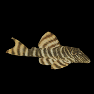 L002 Tiger Peckoltia Pleco Panaqolus Sp