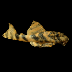 L008 Leopard Pleco Peckoltia Sp