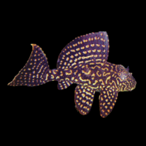 L1 Gold Dotted Pleco Pterygoplichthys Joselimaianus