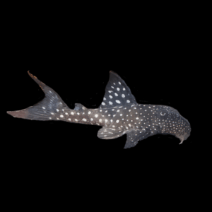 L102 True Brazilian Snowball Pleco Hypancistrus Inspector