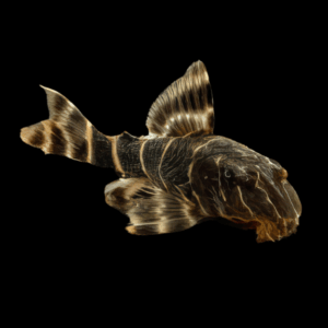 L104 Clown Pleco Panaqolus Maccus 4cm