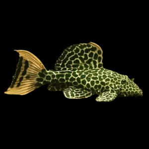 L114 Leopard Cactus Pleco Pseudacanthicus Cf 6cm