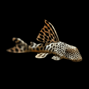 L124 Para Pleco Hemiancistrus Sabaji
