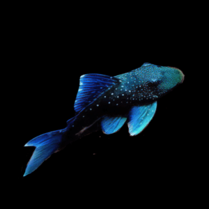 L128 Blue Phantom Pleco Ancistrinae Hemiancistrus SP