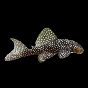 L136 Demini Angelicus Pleco Hypancistrus Sp Spotted 5cm