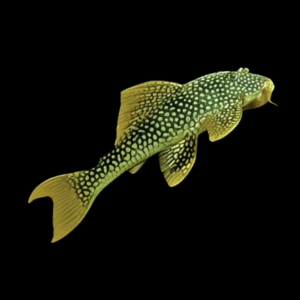 L14 Goldy Sunshine Pleco Scobiancistrus Auratus