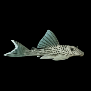 L141 White Tail Ghost Pleco Ancistomus Snethlageae 6cm