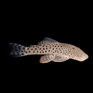 L148 Spotted Bulldog Rubber Mouth Pleco Chaetostoma Formosae