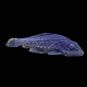 L152 Pineapple Pleco Pseudorinelepsis Sp 6cm